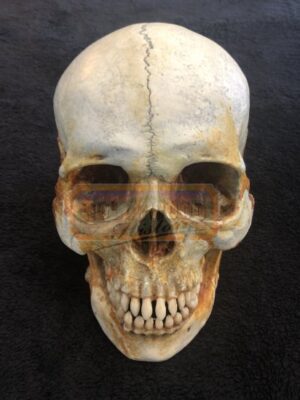 Sleepy Hollow<br><br>Hessian Horseman Skull